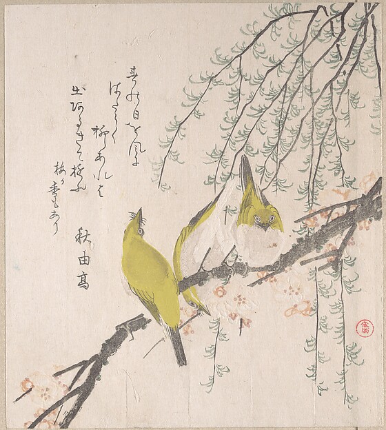 Kubo Shunman, Japanese White-eyes with Plum Tree and Willow, from Spring Rain Surimono Album (Harusame surimono-jō, vol. 3)