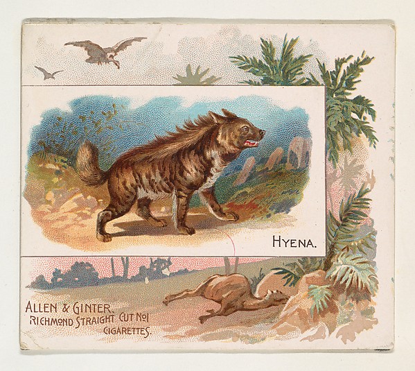 Allen & Ginter, Hyena, from Quadrupeds series (N41) for Allen & Ginter Cigarettes