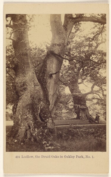 Francis Bedford, Ludlow, the Druid Oaks in Oakley Park, No. 1.