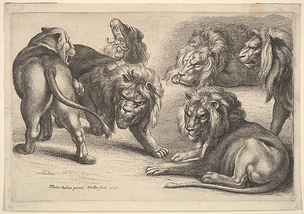 Wenceslaus Hollar, Six Lions in Various Poses