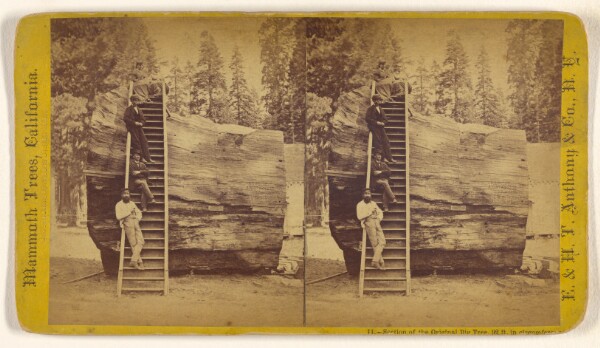 Edward and Henry T. Anthony & Co., Section of the Original Big Tree, 92 ft. in circumference. [Mammoth Trees, California]