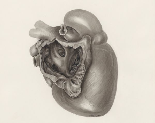 H.G Wetselaar, Heart