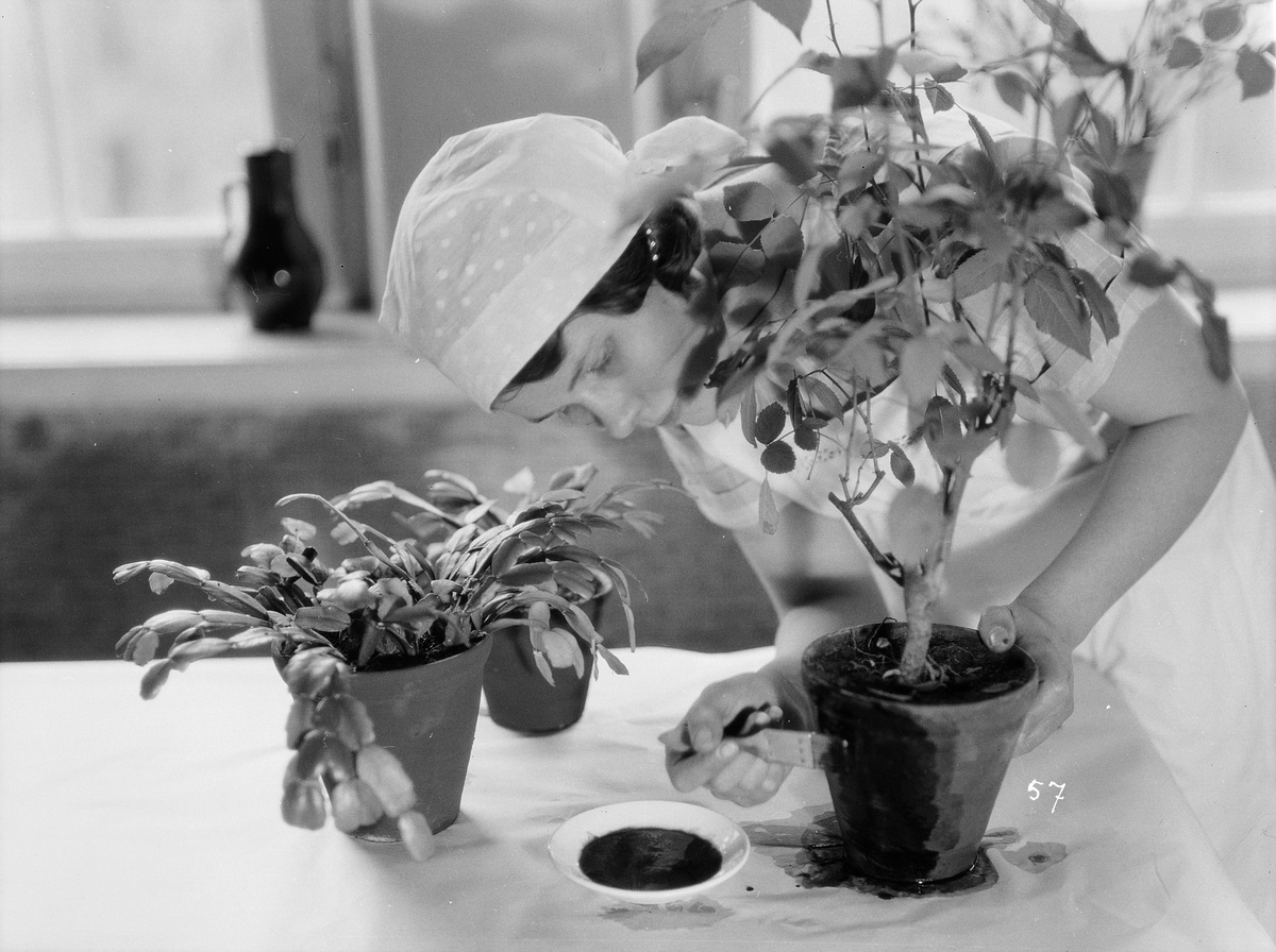 Gunnar Sundgren, Målning av blomkrukor, Fackskolan för huslig ekonomi, Uppsala i mars 1931