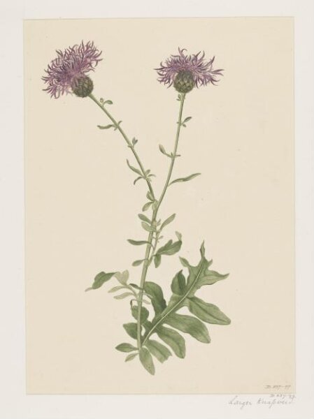 Unknown, Drawing