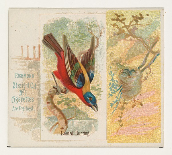 Allen & Ginter, Painted Bunting, from the Song Birds of the World series (N42) for Allen & Ginter Cigarettes