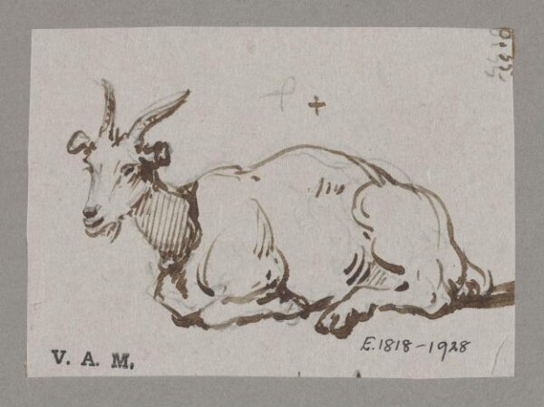 George Chinnery, A goat reclining