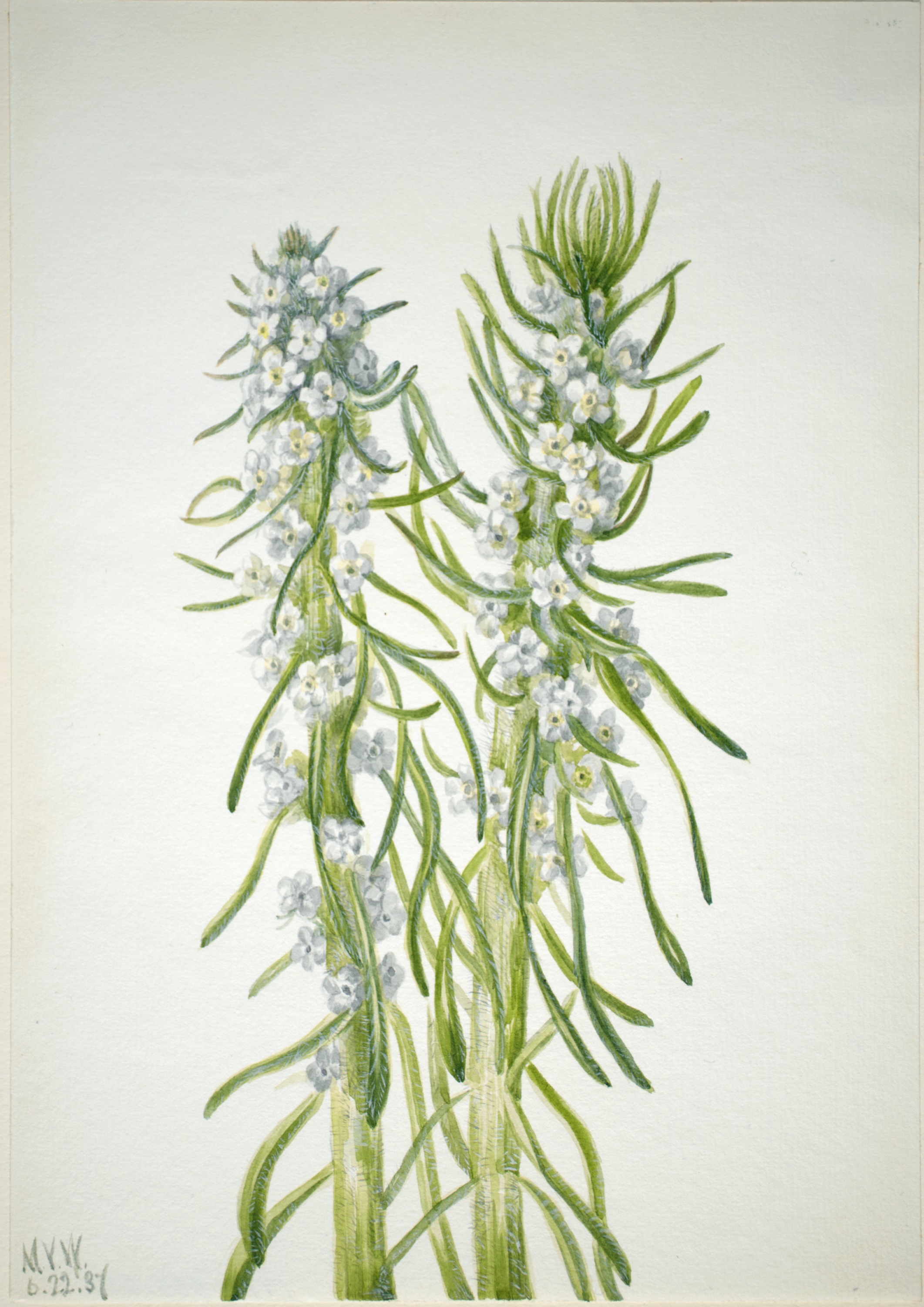 Mary Vaux Walcott, Miner's Candle (Oreocarya virgata)