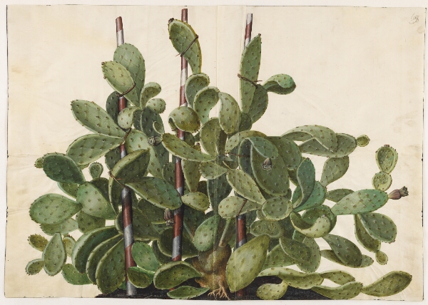 Hans Simon Holtzbecker, Opuntia ficus-indica, Opuntia humifusa eller Opuntia monacantha (art af figenkaktus)