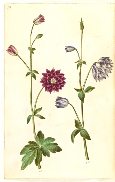 Hans Simon Holtzbecker, Aquilegia vulgaris (almindelig akeleje)