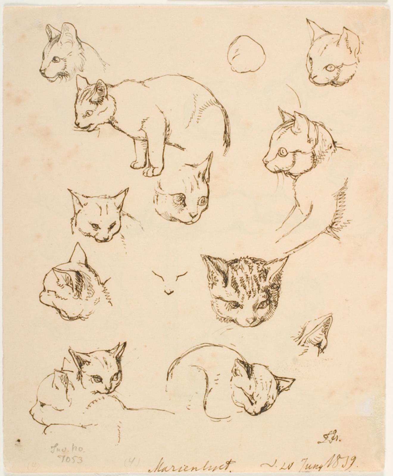 Lorenz Frølich, Studier af katte