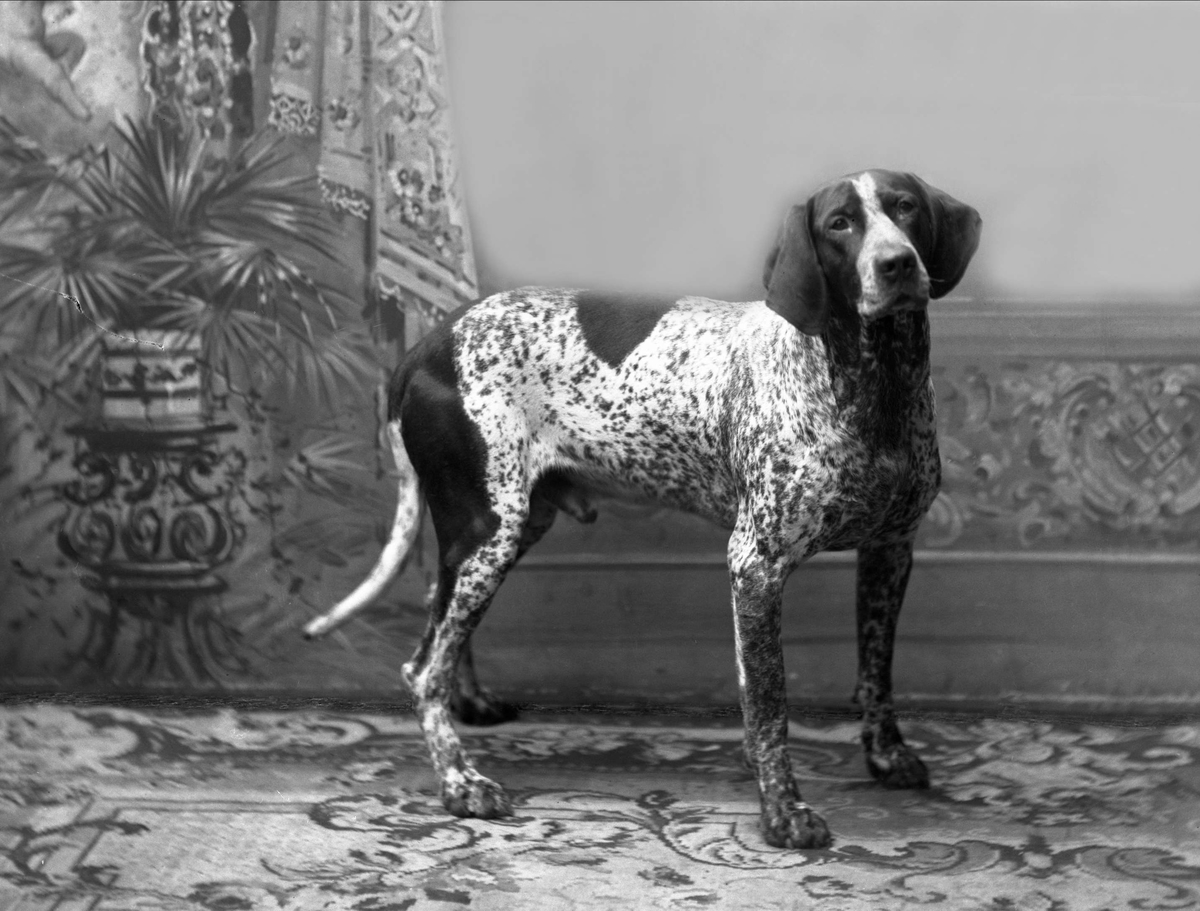 Gustav Borgen, Portrett av en fuglehund. Borgens hund, Tom.