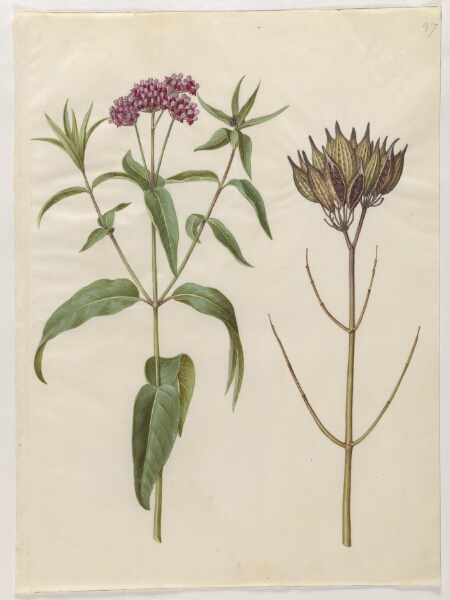 Hans Simon Holtzbecker, Asclepias incarnata (rosen-silkeplante)
