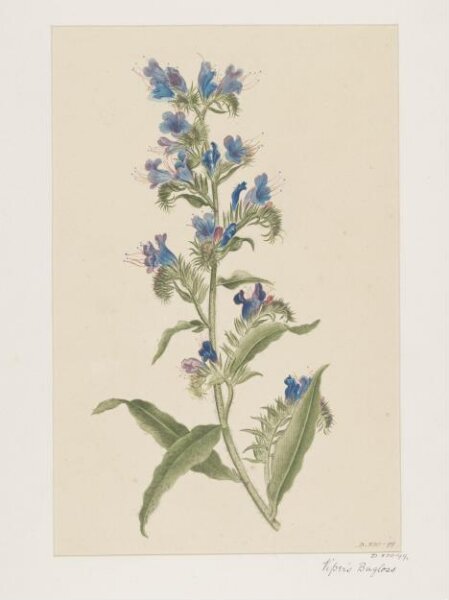 Unknown, Drawing