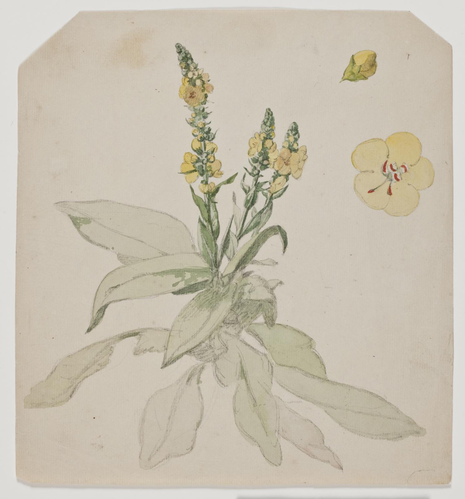 Jørgen Roed, Blomstrende kongelys (verbaserum)