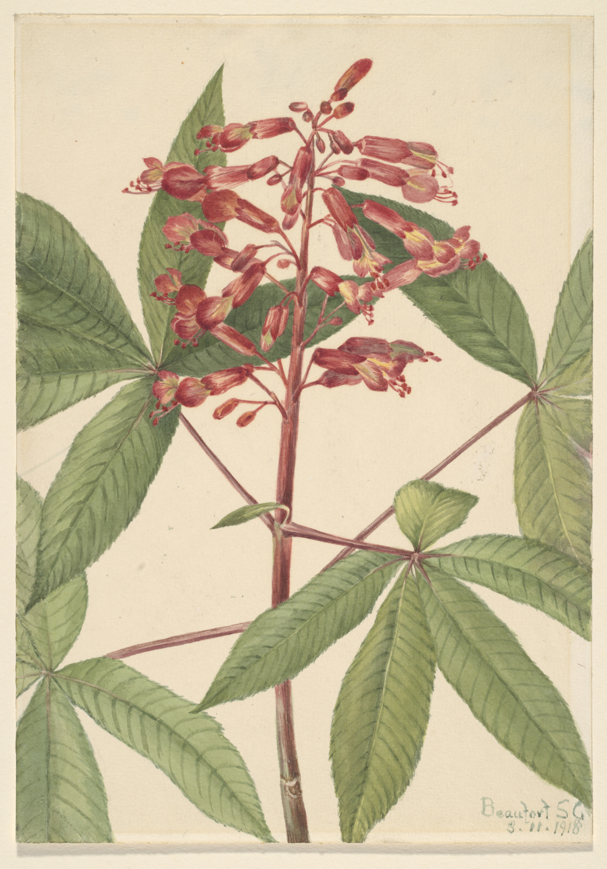 Mary Vaux Walcott, Red Buckeye (Aesculus pavia)
