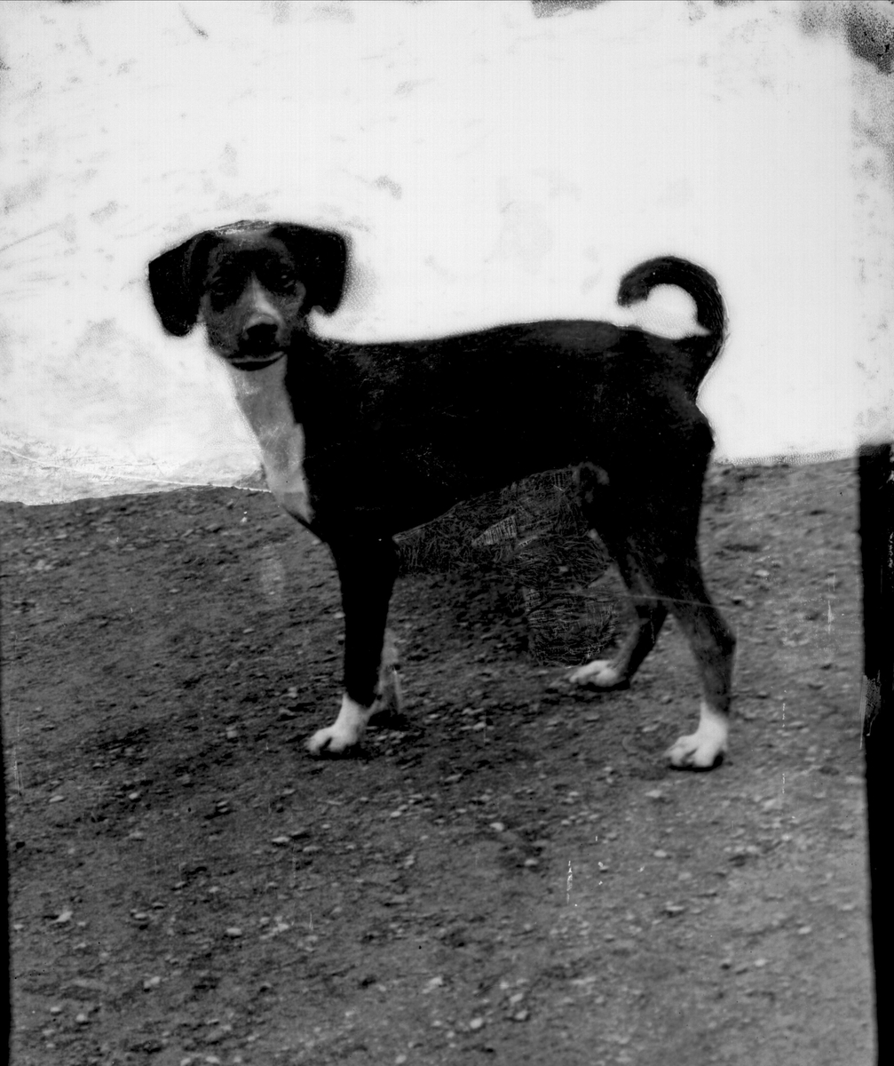 Gustav Borgen, Avfotografering. Avfotografert, bilde av en hund.