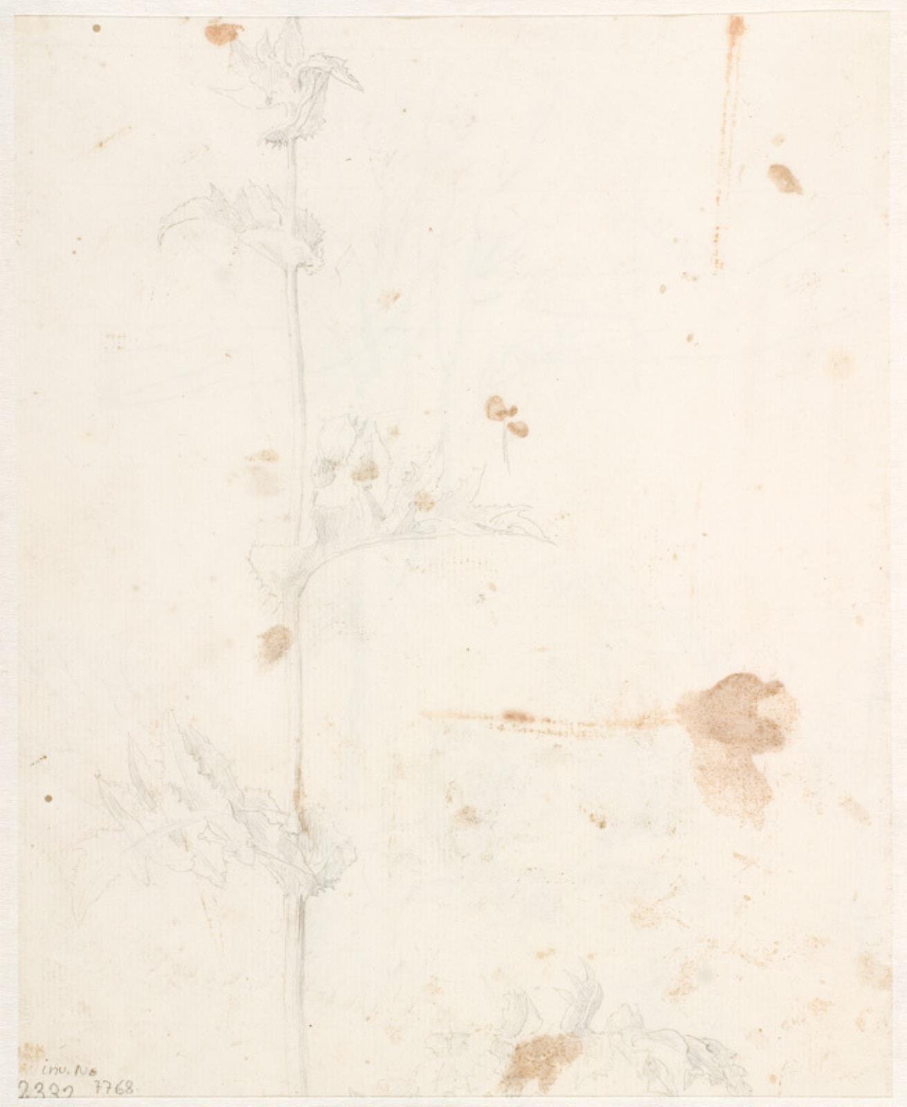Dankvart Dreyer, Plantestudie