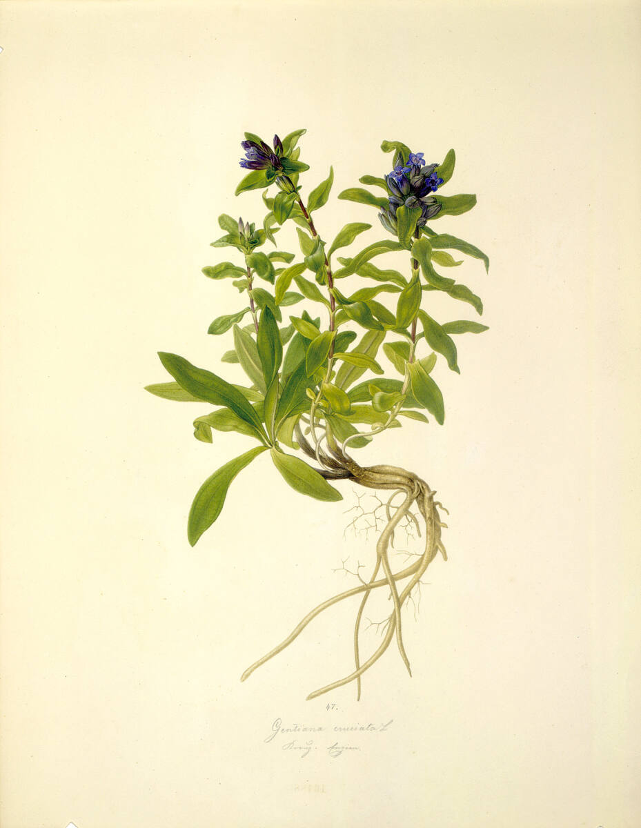AugustRokert, Gentiana cruciata L - Kreuz-Enzian