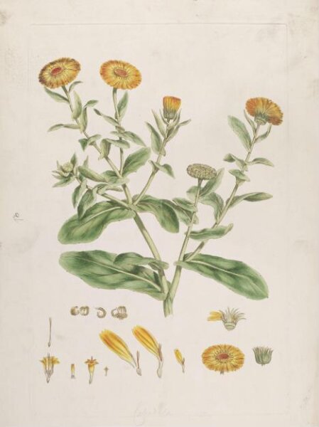 John Miller, Print