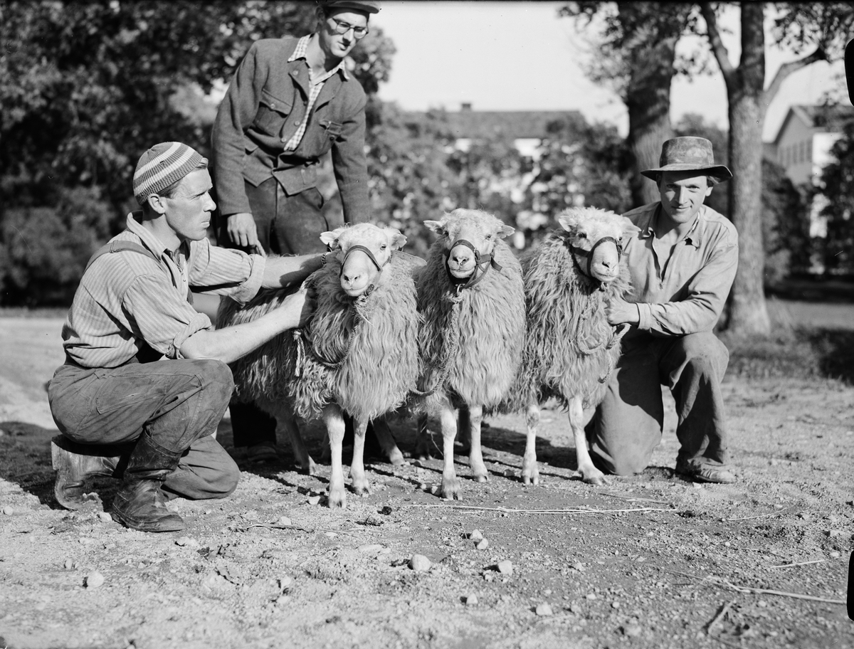 Paul Sandberg, Bernt Håkansson och Bo Holmquist med avelsbaggarna Sik, Mats och Levi, Ultuna, Uppsala 1948