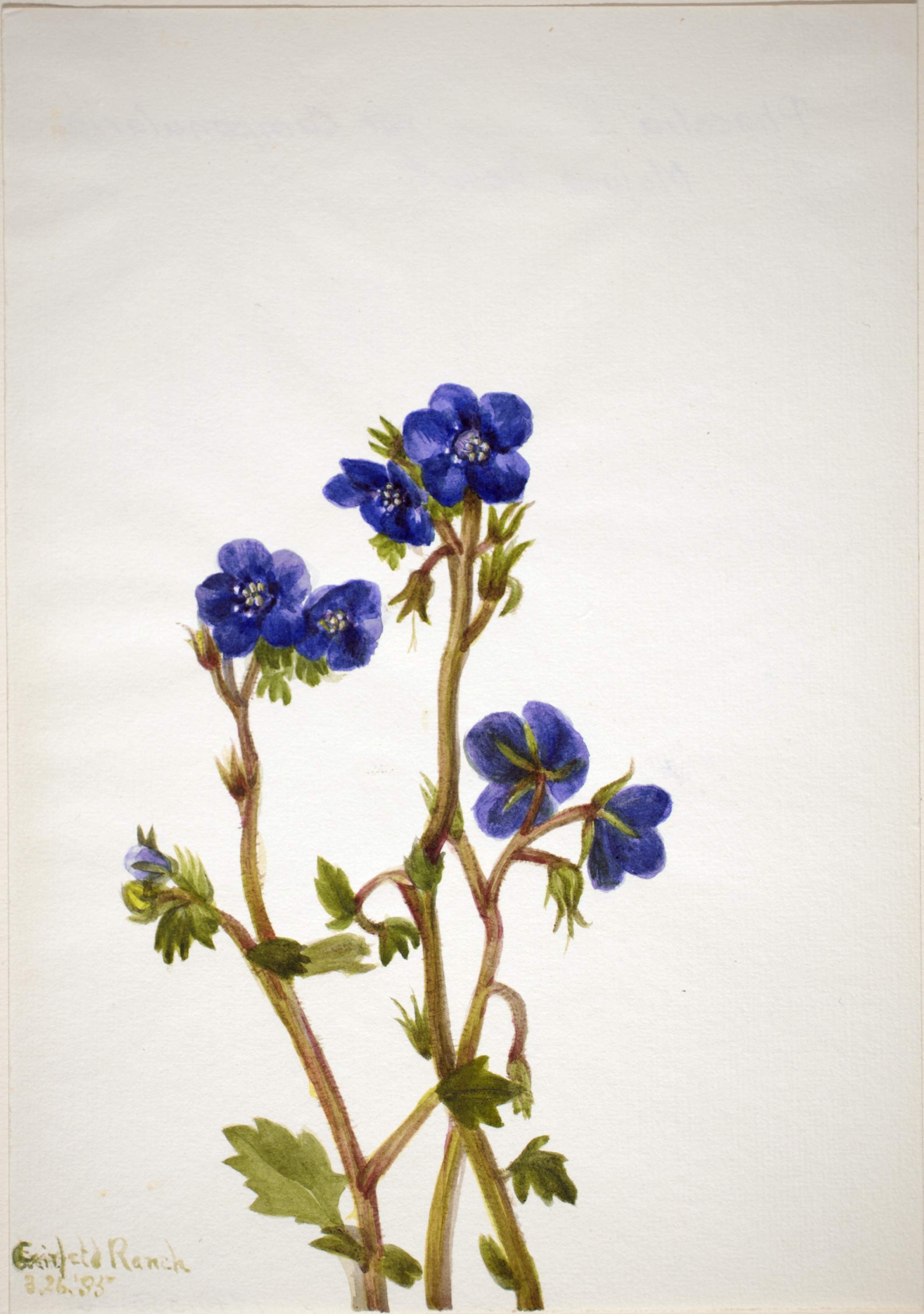 Mary Vaux Walcott, Phacelia (Phacelia parryi)