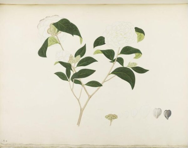 unknown, Flowers and Fruits