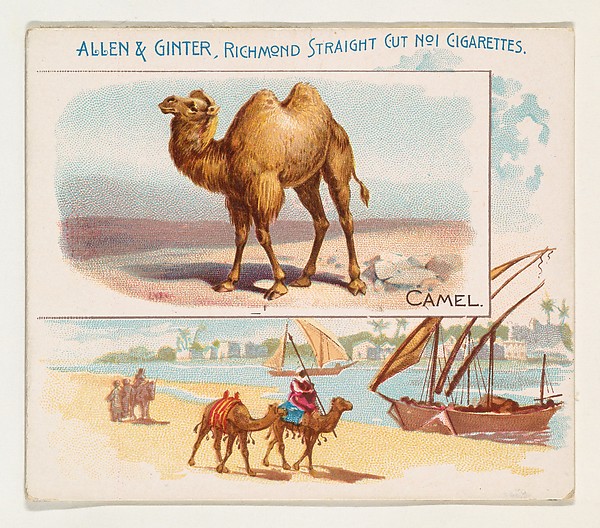Allen & Ginter, Camel, from Quadrupeds series (N41) for Allen & Ginter Cigarettes
