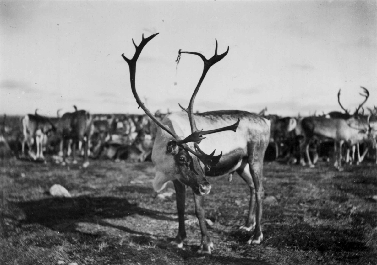Konrad Nielsen, Nâmmâ-lappâg, reinflokk.