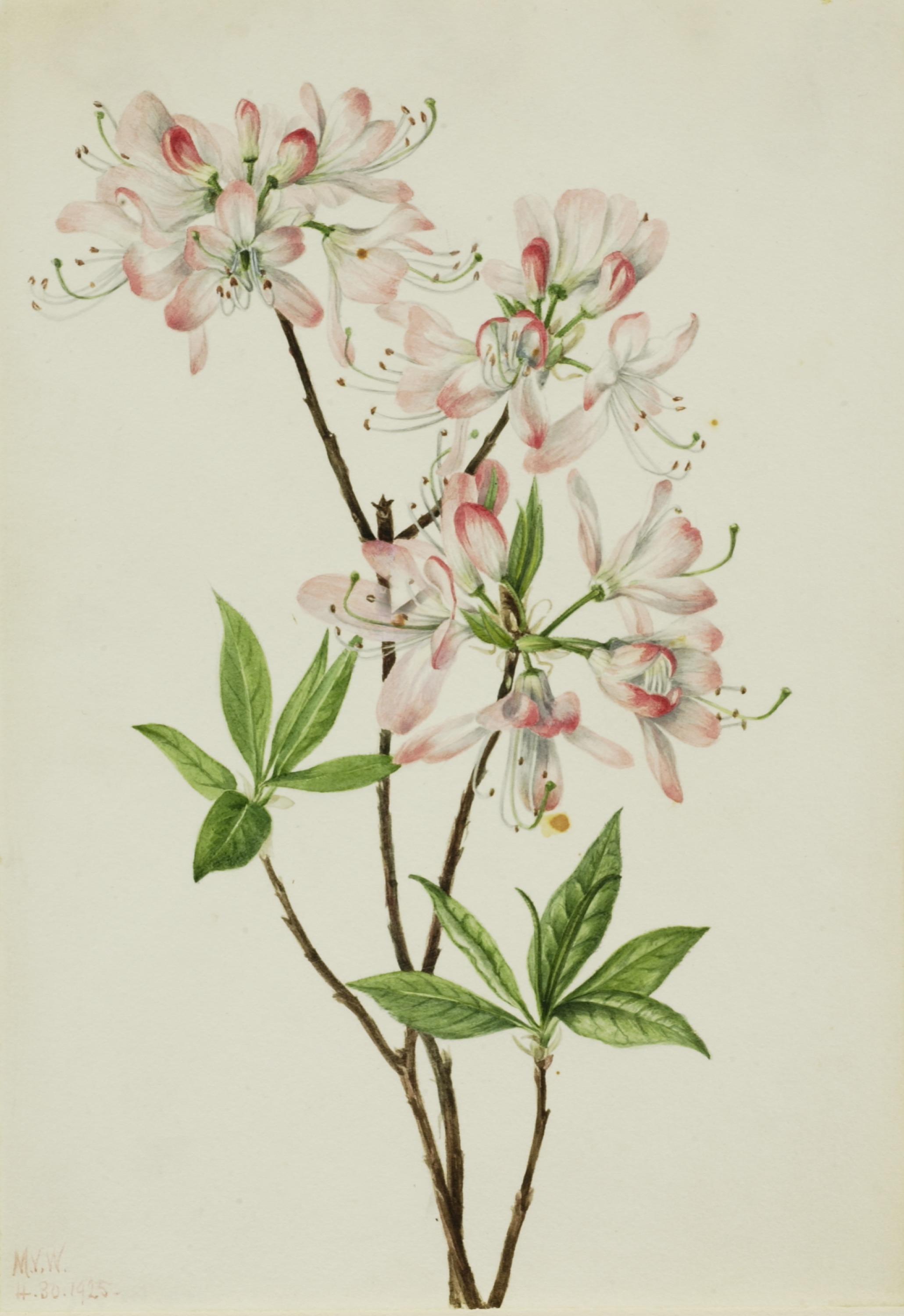 Mary Vaux Walcott, Pinkshell Azalea (Azalea vaseyi)