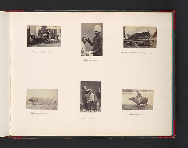John Thomson, Barber; Black Tiger Captured in Singapore; Buffalo Ploughing; China Barber; Buffalo