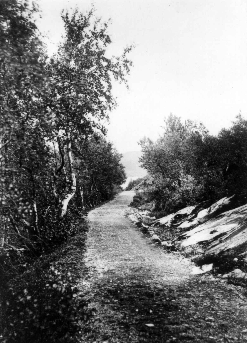 Ellisif Rannveig Wessel, Veien ved Soldaterbugt, Kirkenes, Sør-Varanger, Finnmark, ca. 1900.