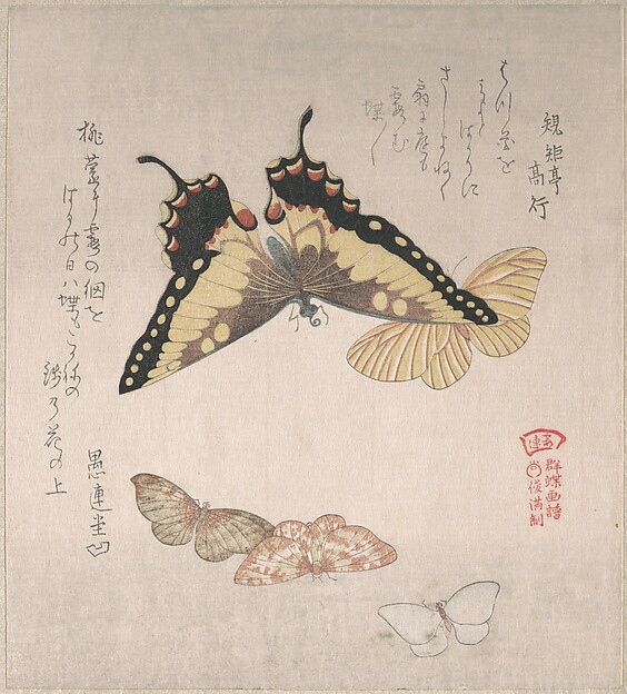 Kubo Shunman, Various Moths and Butterflies