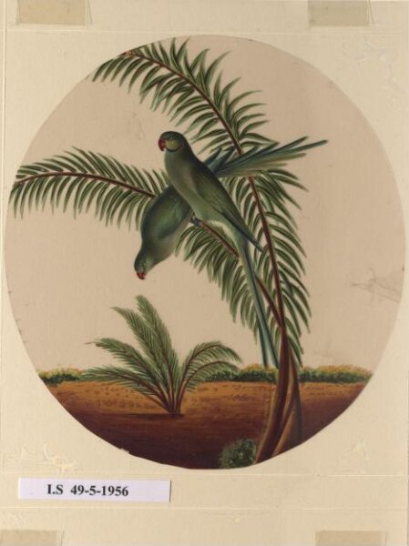 Unknown, One of twelve drawings of birds and reptiles, insects and flowers.