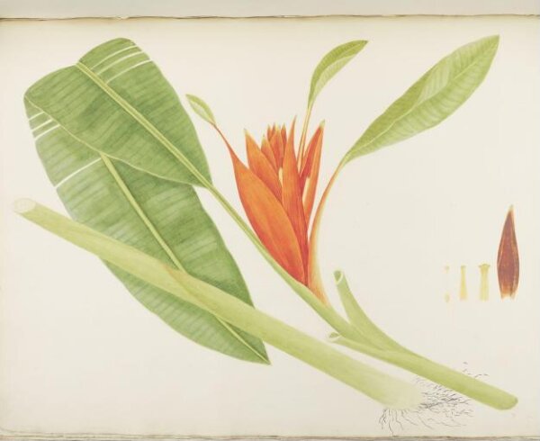 unknown, Flowers and Fruits