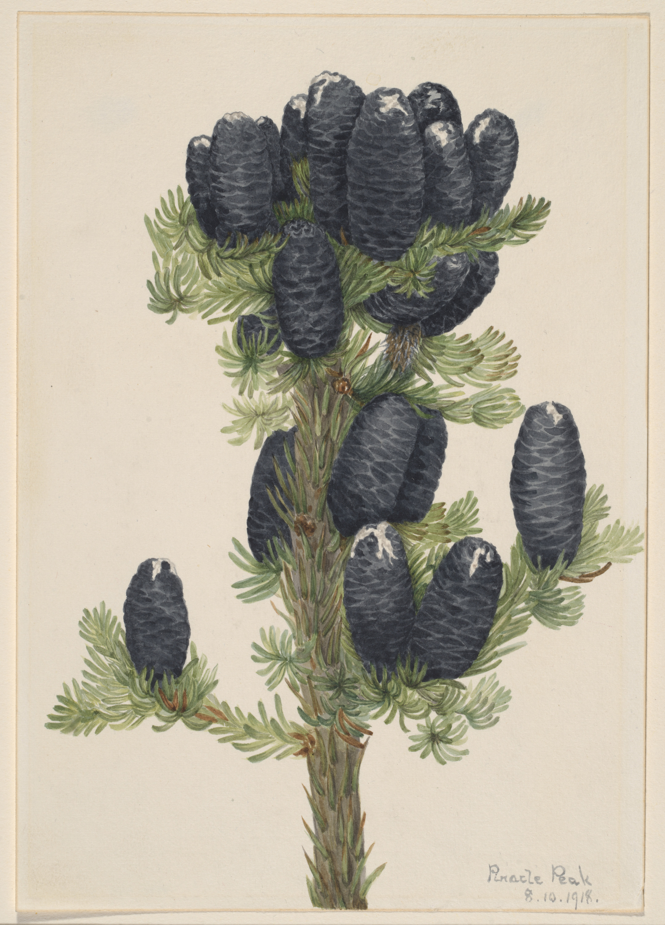 Mary Vaux Walcott, Alpine Fir (Abies lasiocarpa)