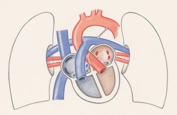 J Wetselaar-Whittaker, Arteries of the heart and adjacent organs
