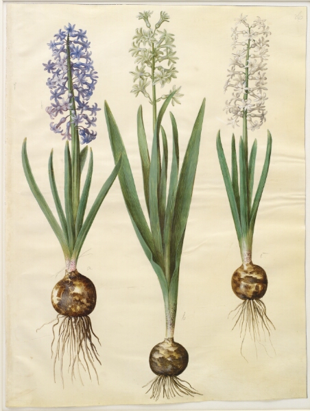 Hans Simon Holtzbecker, Hyacinthus orientalis (almindelig hyacint)