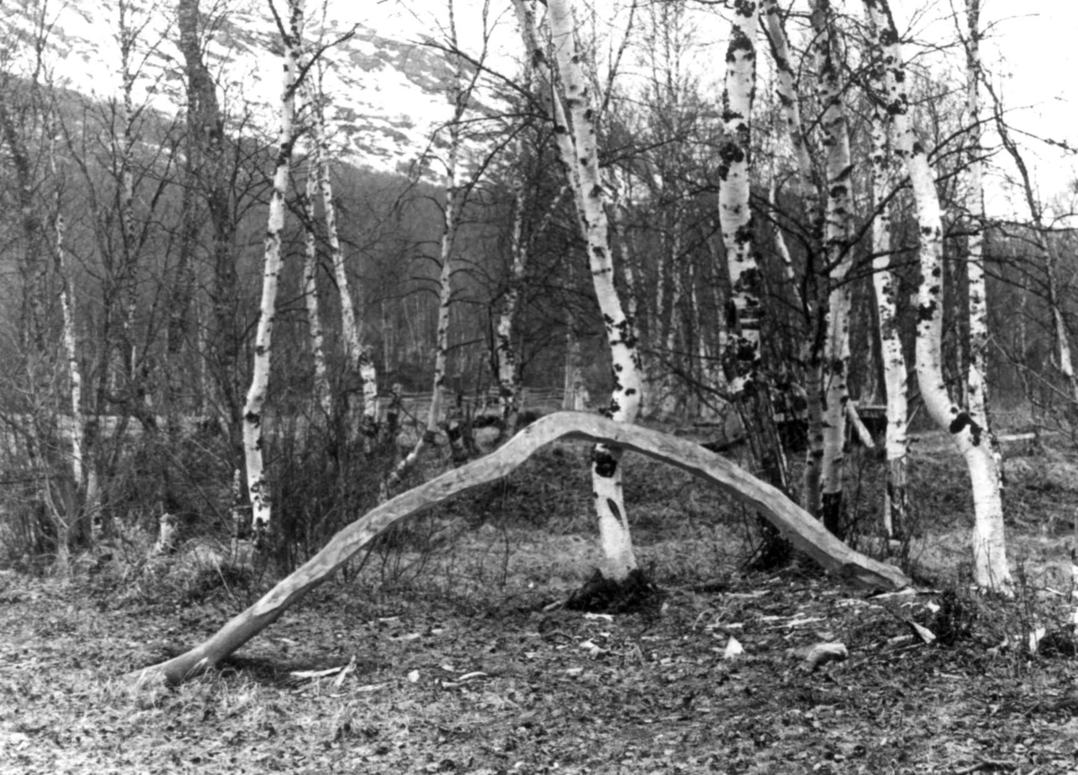 Anna Grostøl, Et Tilskåret buet tre i skogen. Rostadal, Målselv 1940-årene.