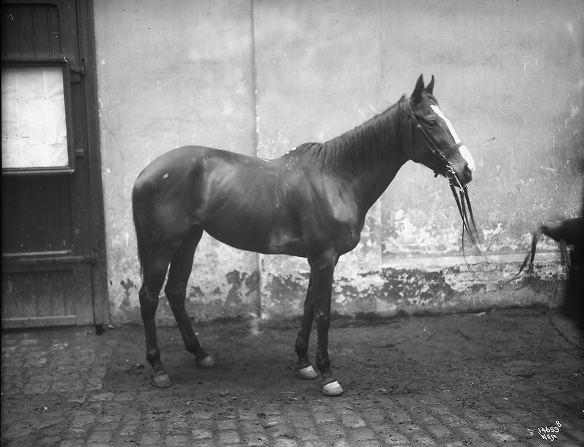Anders Beer Wilse, Prot: Smith hest