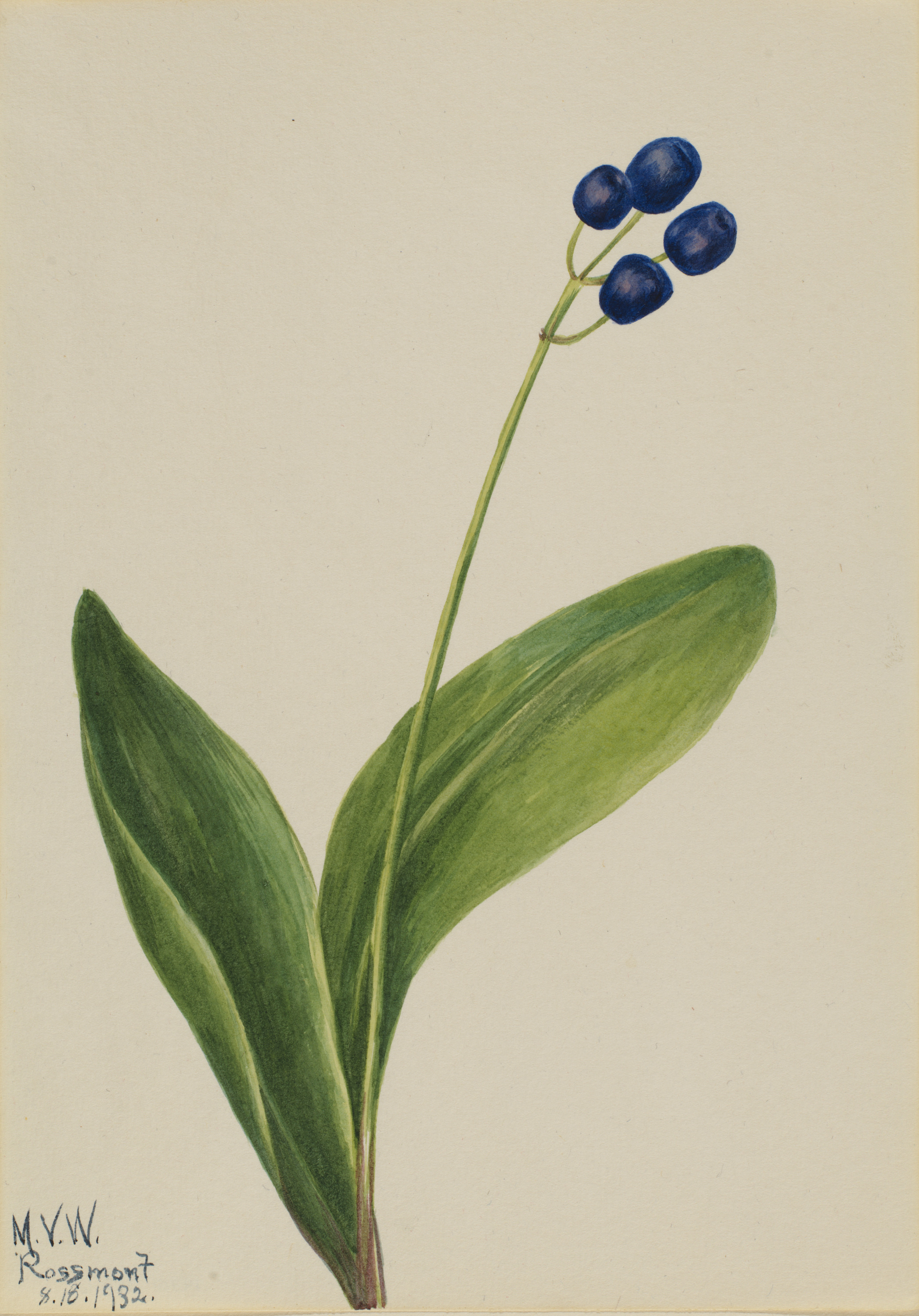 Mary Vaux Walcott, Blue Bead (Clintonia borealis)