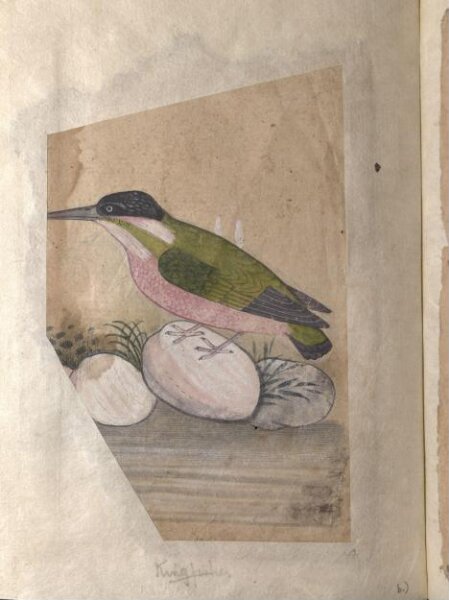 Unknown, Depictions of a Plumbeous redstart and a Kingfisher of Northern India
