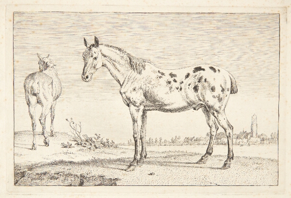 Paulus Potter, Kupperet hest