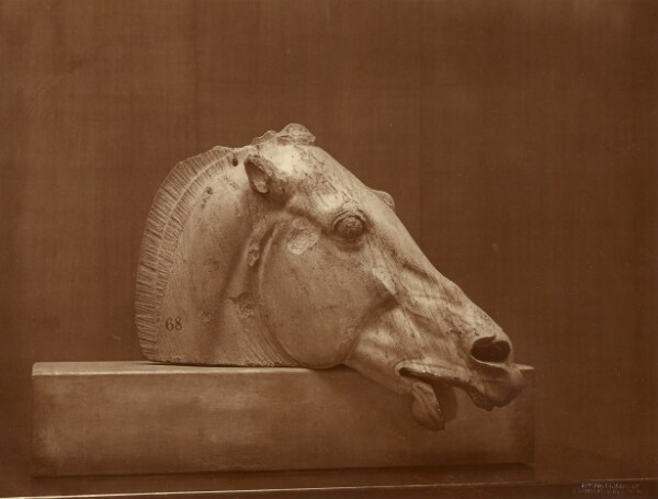 Adolphe Braun, [Head of a Horse from the Pediment of the Parthenon, British Museum]