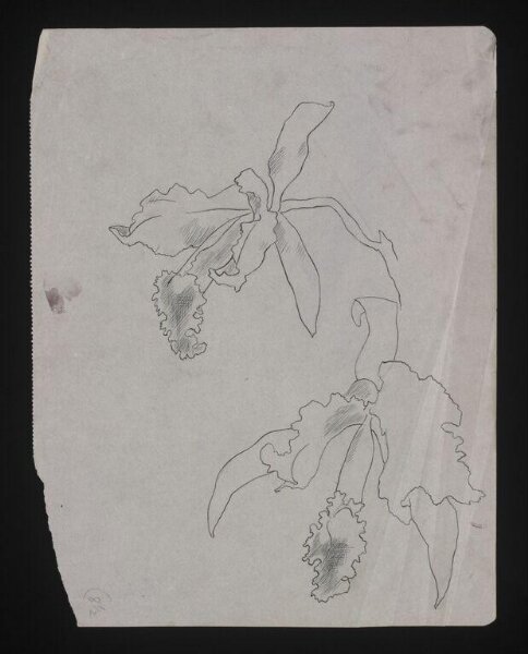 Beaton, Cecil (Sir), Drawing
