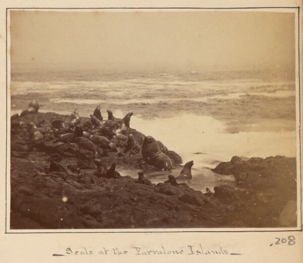 Carleton Watkins, Sea Lions, West End, Farallone Islands, Pacific Ocean