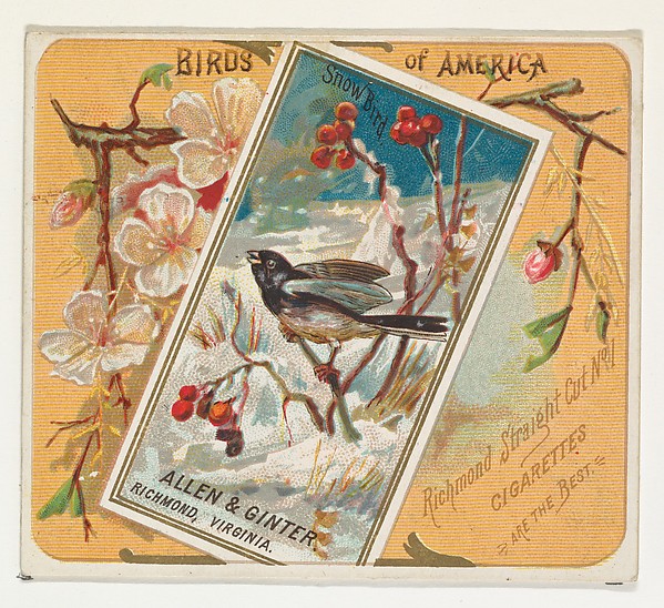 Allen & Ginter, Snow Bird, from the Birds of America series (N37) for Allen & Ginter Cigarettes