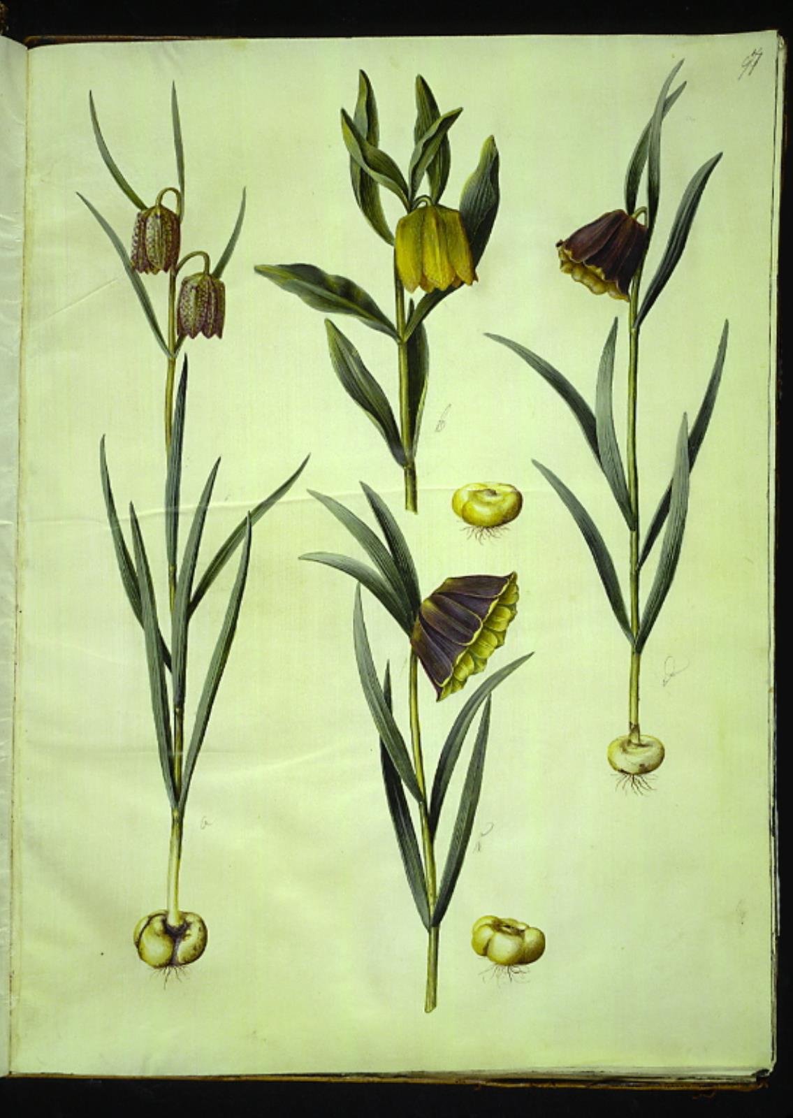 Hans Simon Holtzbecker, Fritillaria meleagris (almindelig vibeæg); Fritillaria aurea eller Fritillaria tubiformis & moggridgei (vibeæg); Fritillaria montana