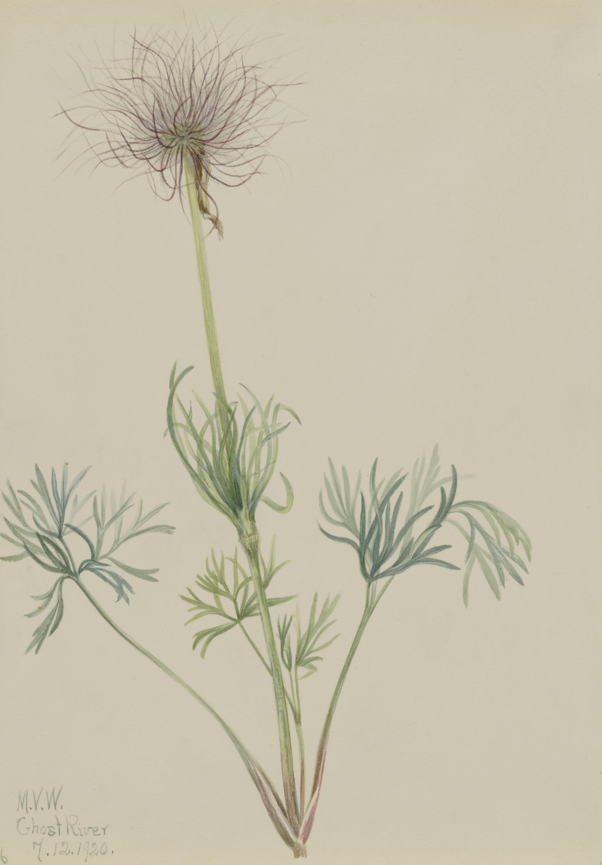Mary Vaux Walcott, American Pasqueflower (Pulsatilla ludoviciana)
