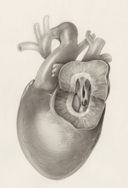 H.G Wetselaar, Heart