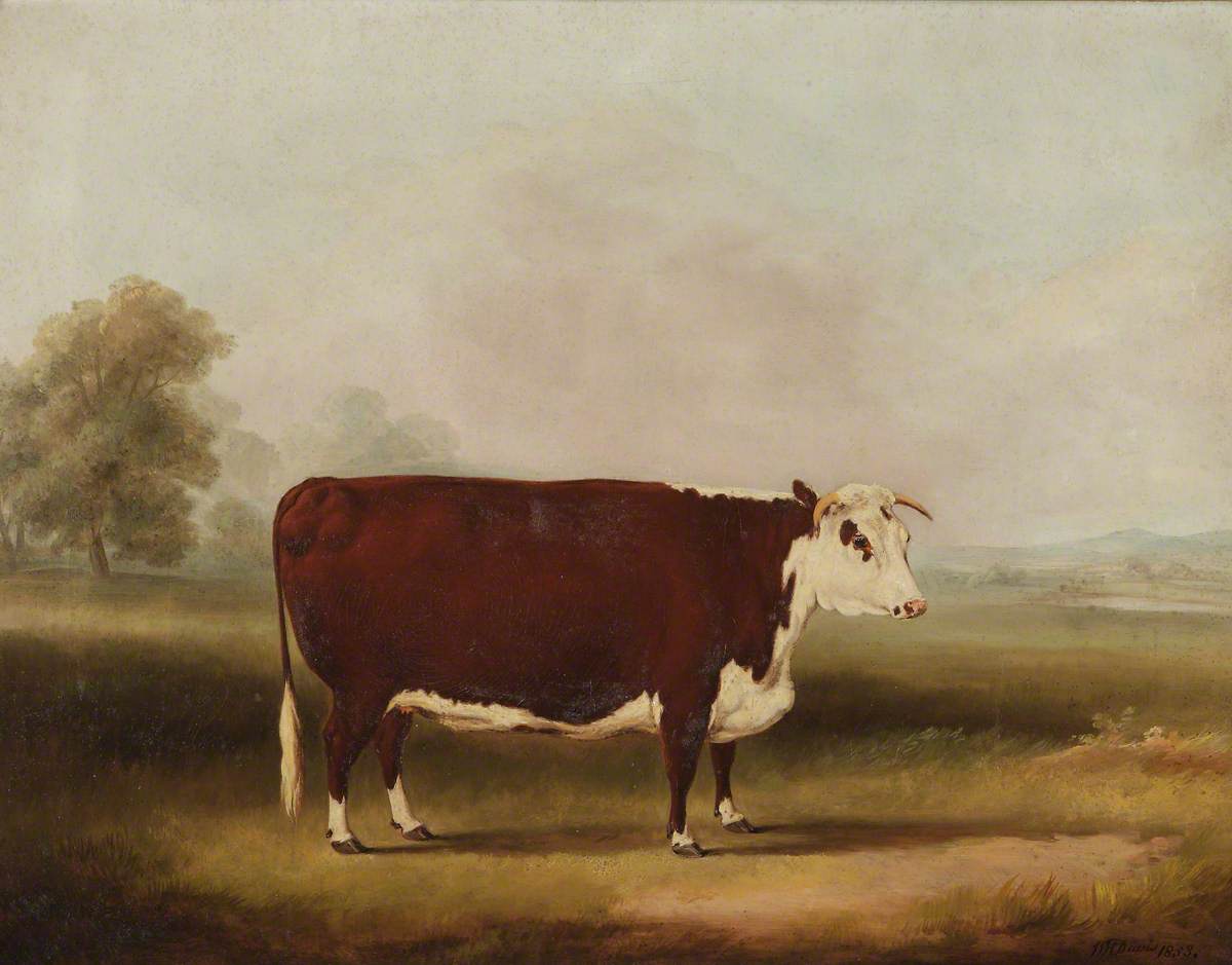 William Henry Davis, Hereford Cow
